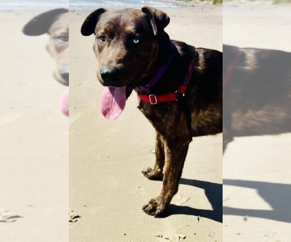 Medium Photo #1 Catahoula Leopard Dog-Mastiff Mix Puppy For Sale in Santa Barbara, CA, USA