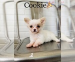 Small Photo #6 Chihuahua Puppy For Sale in COOKEVILLE, TN, USA