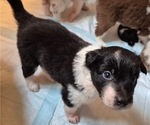 Puppy Lapis Lazuli Border-Aussie