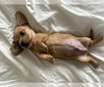 Small Photo #10 Dachshund Puppy For Sale in SAN DIEGO, CA, USA