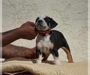 American Bully Puppy for sale in HENDERSON, NV, USA