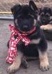 Small Photo #10 German Shepherd Dog Puppy For Sale in PORTERVILLE, CA, USA