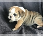 Small Photo #4 English Bulldog Puppy For Sale in BOWLING GREEN, KY, USA