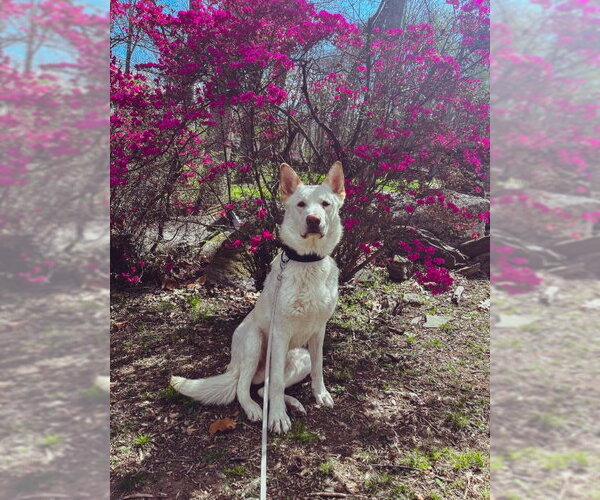 Medium Photo #27 Gerberian Shepsky Puppy For Sale in Winston Salem, NC, USA