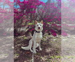 Small #26 Gerberian Shepsky