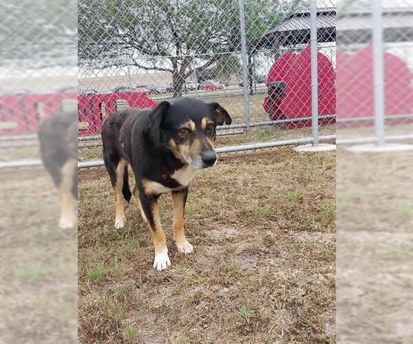 Medium Photo #2 German Shepherd Dog Puppy For Sale in Corpus Christi, TX, USA
