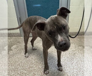 American Bulldog Dogs for adoption in Pueblo, CO, USA