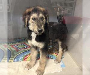 Airedale Terrier-German Shepherd Dog Mix Dogs for adoption in Long Beach, CA, USA