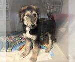 Small Airedale Terrier-German Shepherd Dog Mix