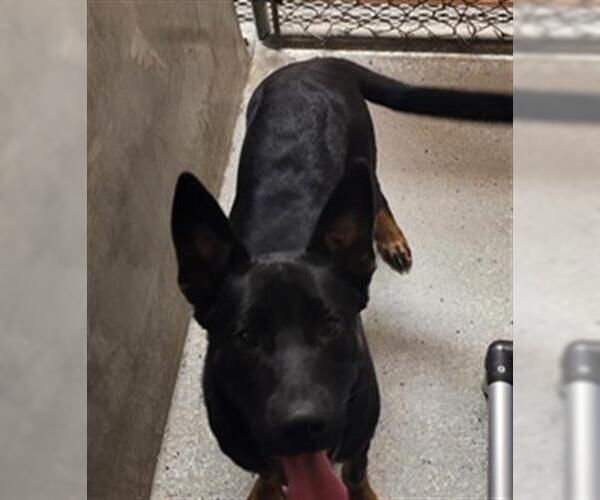 Medium Photo #1 German Shepherd Dog Puppy For Sale in Lodi, CA, USA