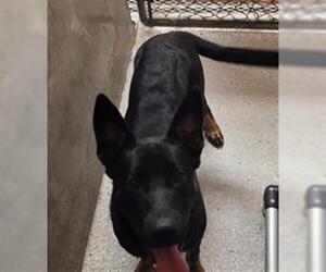 German Shepherd Dog Dogs for adoption in Lodi, CA, USA