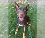 Small #2 American Staffordshire Terrier-German Shepherd Dog Mix