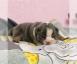 Small Photo #4 English Bulldog Puppy For Sale in TEMECULA, CA, USA