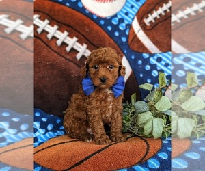 Poodle (Toy) Puppy for Sale in LINCOLN UNIVERSITY, Pennsylvania USA