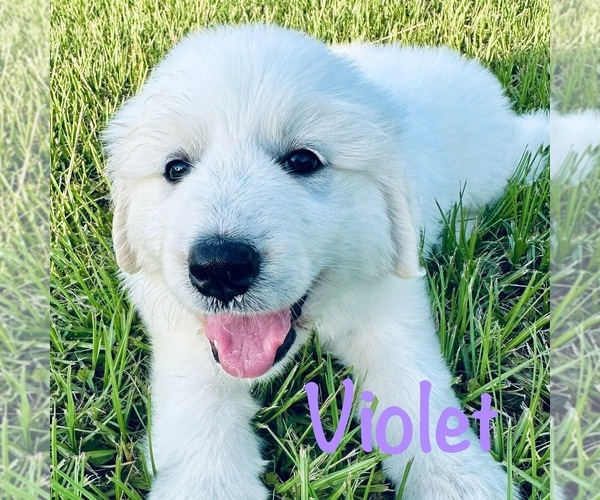Medium Photo #1 Great Pyrenees Puppy For Sale in BRENHAM, TX, USA