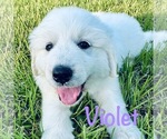 Puppy Violet Great Pyrenees