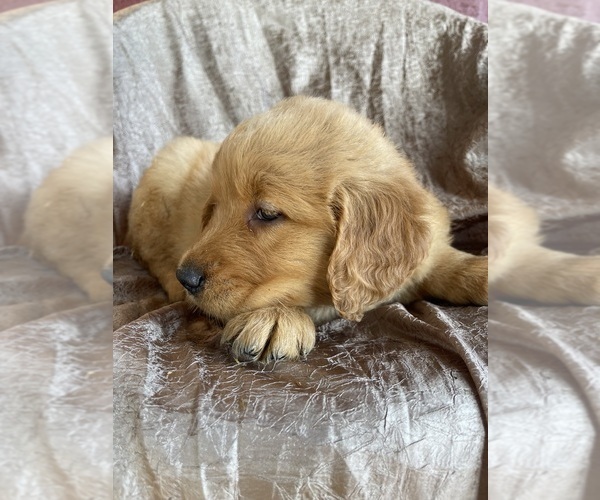 Medium Photo #2 Golden Retriever Puppy For Sale in WESTMINSTER, SC, USA