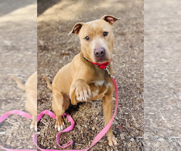 Medium Photo #1 Mutt Puppy For Sale in Clarkesville, GA, USA