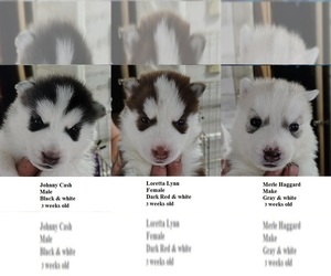 Siberian Husky Puppy for sale in HEPPNER, OR, USA