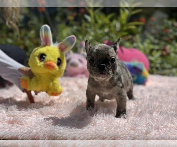 Medium Photo #27 French Bulldog Puppy For Sale in LEHIGH ACRES, FL, USA