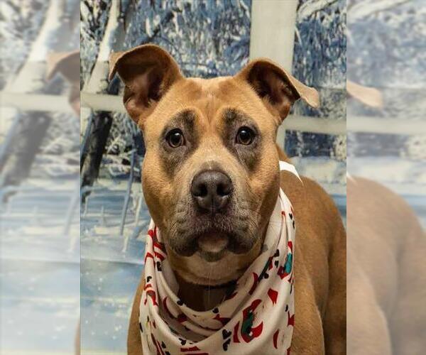 Medium Photo #1 Mutt Puppy For Sale in Sanford, FL, USA