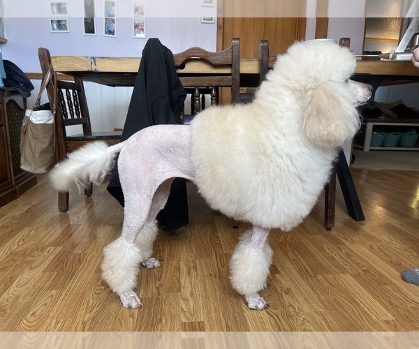 Medium Photo #1 Poodle (Standard) Puppy For Sale in FRANKLINVILLE, NY, USA