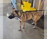 Small #1 Holland Shepherd-Plott Hound Mix