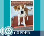 Copper 102426 - Male Mutt Dog for Adoption - Small photo