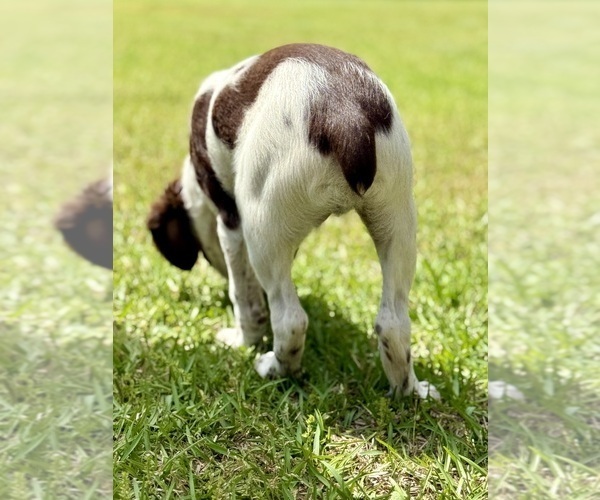 Medium Photo #10 Brittany Puppy For Sale in ORRUM, NC, USA