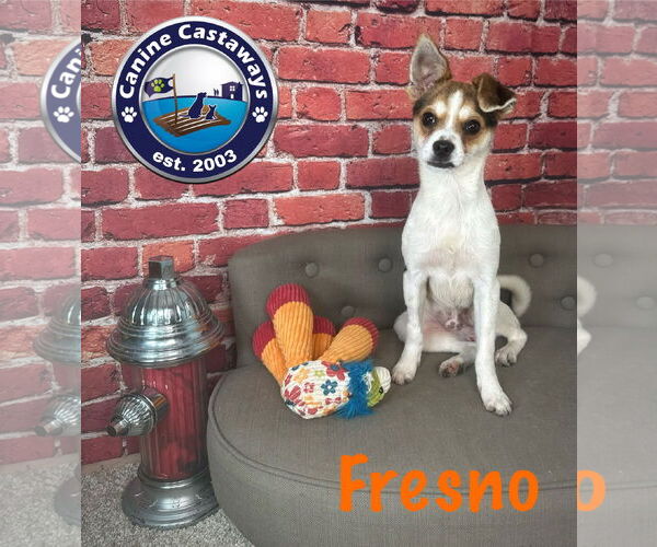 Medium Photo #2 Chihuahua-Unknown Mix Puppy For Sale in Arcadia, FL, USA