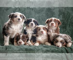 Miniature Australian Shepherd Litter for sale in MILLERSBURG, OH, USA