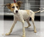 Small Jack Russell Terrier Mix