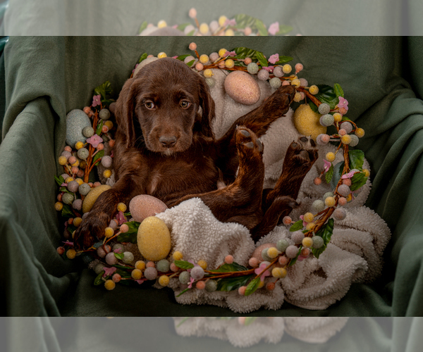 Medium Photo #1 Labradoodle Puppy For Sale in DEEPWATER, MO, USA
