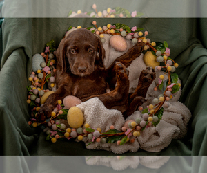 Labradoodle Puppy for sale in DEEPWATER, MO, USA