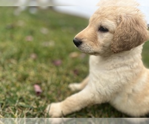 Double Doodle Puppy for Sale in LAKE ISABELLA, Michigan USA