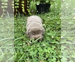Small #3 Labrador Retriever