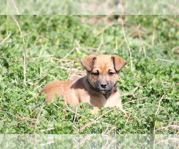 Medium Photo #1 Jack Russell Terrier-Mutt Mix Puppy For Sale in BOSCOBEL, WI, USA