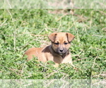 Small Photo #1 Jack Russell Terrier-Mutt Mix Puppy For Sale in BOSCOBEL, WI, USA