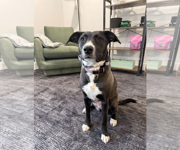 Medium Photo #3 Border Collie-Unknown Mix Puppy For Sale in Duluth, MN, USA