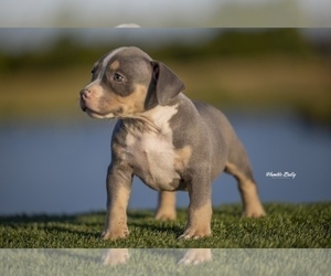 American Bully Puppy for sale in ARLINGTON, TX, USA
