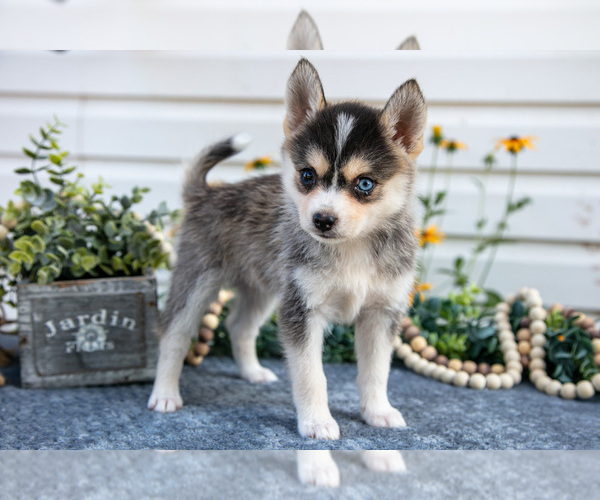 Medium Photo #2 Pomsky Puppy For Sale in ELIZABETHTOWN, PA, USA