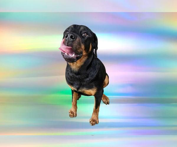 Medium Photo #3 Rottweiler Puppy For Sale in Mooresville, NC, USA