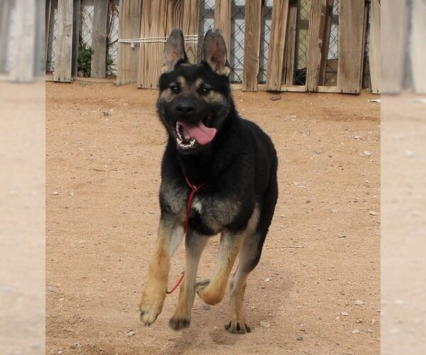 Medium Photo #8 Australian Kelpie-German Shepherd Dog Mix Puppy For Sale in Apple Valley, CA, USA