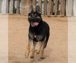 Small #7 Australian Kelpie-German Shepherd Dog Mix