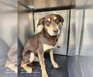 Doberman Pinscher-Unknown Mix Dogs for adoption in San Antonio, TX, USA