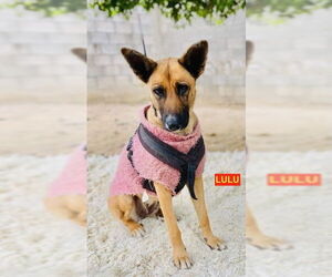 LULU - Female Mutt Dog for Adoption - Photo #2