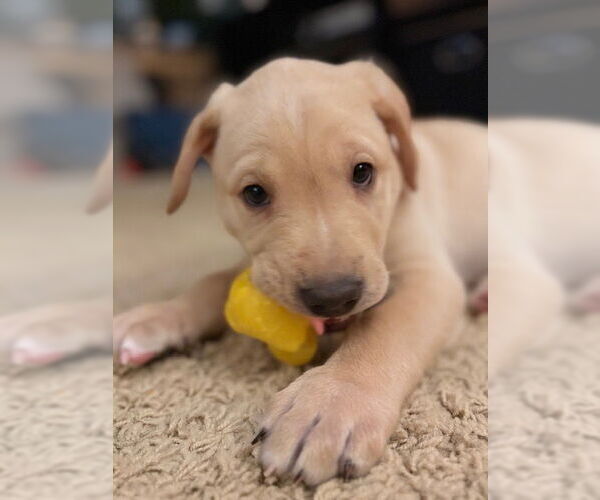 Medium Photo #8 Mutt Puppy For Sale in St. Louis Park, MN, USA