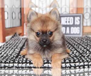 Pomeranian Puppy for sale in NAPLES, FL, USA