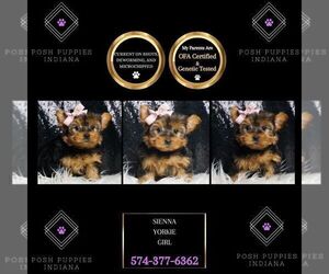 Medium Yorkshire Terrier