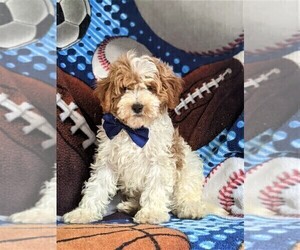 Cavapoo-Poodle (Miniature) Mix Puppy for sale in BIRD IN HAND, PA, USA